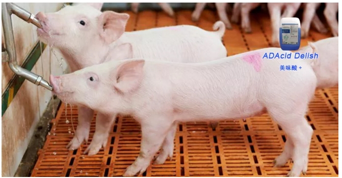 万长华：复养猪场如何做好饮水、环境、饲料消毒工作