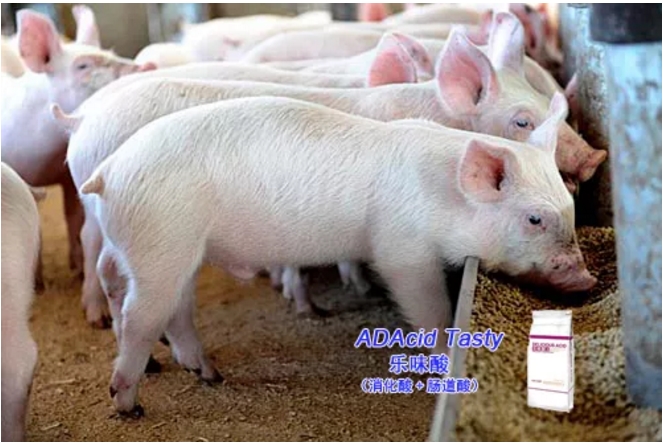 万长华：复养猪场如何做好饮水、环境、饲料消毒工作